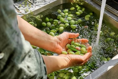 Kadın mayalanmış zeytin hazırlıyor, mutfakta lavaboda yıkıyor. Sonbahar sebzeleri konserve. Sağlıklı ev yemekleri. Hasatın korunması.