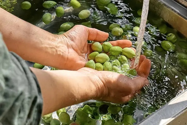 Kadın mayalanmış zeytin hazırlıyor, mutfakta lavaboda yıkıyor. Sonbahar sebzeleri konserve. Sağlıklı ev yemekleri. Hasatın korunması.