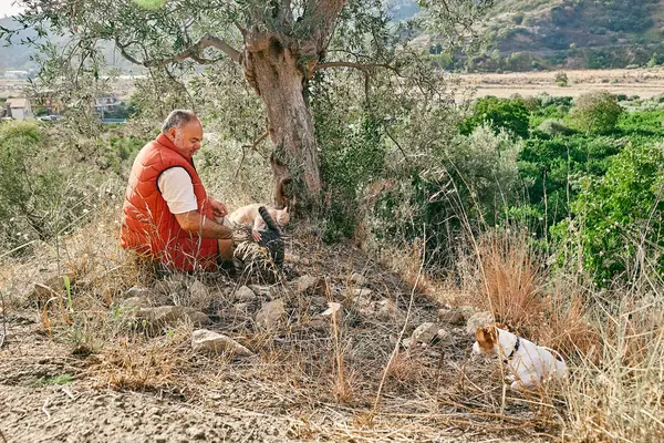 Mature gray haired man spending time outdoors with his tabby cat and small cute Jack Russell Terrier in mountain nature.
