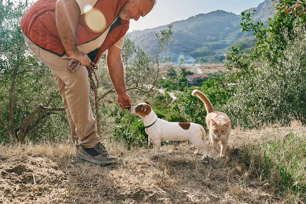 Mature gray haired man spending time outdoors with his cat and small cute Jack Russell Terrier in mountain nature.