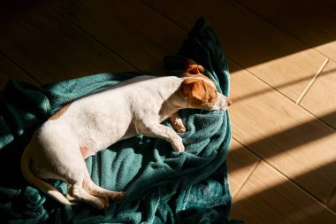 Genç köpek Jack Russell Terrier baharda güneşli bir baharda, oturma odasının parke zemininde turkuaz ekose üzerinde uyuyor..