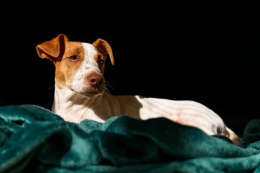 Genç köpek Jack Russell Terrier 'in portresi. Güneşli bahar gününde turkuaz ekose üzerinde dinleniyor..