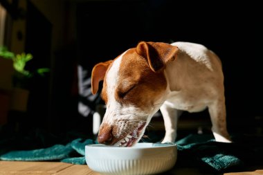 Jack Russell Terrier köpeği güneşli bir günde parke zemininde kaseden süt içiyor..