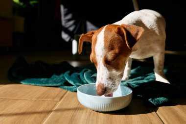 Jack Russell Terrier köpeği güneşli bir günde parke zemininde kaseden süt içiyor..
