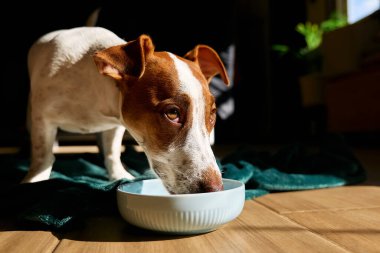 Jack Russell Terrier köpeği güneşli bir günde parke zemininde kaseden süt içiyor..