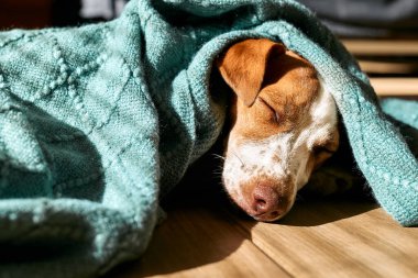 Genç köpek Jack Russell Terrier güneşli bir günde parke zemininde turkuaz örgü örerek uyuyor..