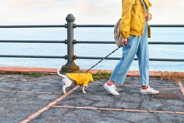 Sarı ceketli bir kadın baharda ya da sonbahar gününde sarı yağmurluk giymiş şirin Jack Russell Terrier 'iyle deniz kenarında yürüyüş yapıyor..