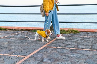 Sarı ceketli bir kadın baharda ya da sonbahar gününde sarı yağmurluk giymiş şirin Jack Russell Terrier 'iyle deniz kenarında yürüyüş yapıyor..