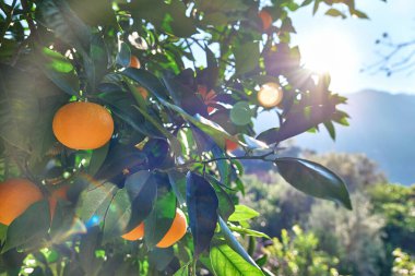 Olgun meyveli portakal ağacı. Güneş, olgun portakal dallarının yaprakları arasında yapraklarla ışınlar. Deniz aygırı bahçesi.