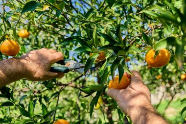 Bahçıvanın elleri olgun bir adam narenciye bahçesinde hasat sırasında olgun narenciye meyveleri toplar, bir daldan koparır..