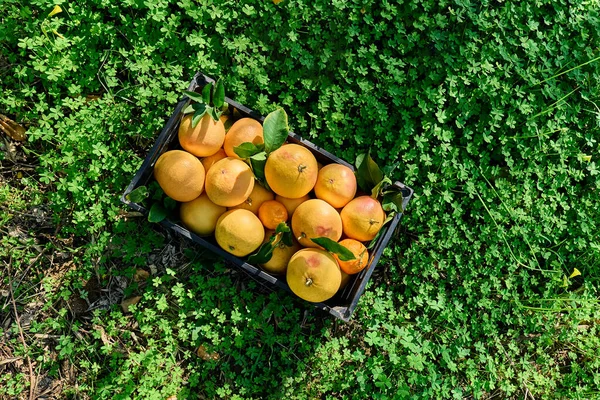 Crate with collected ripe citrus fruits on green grass during harvesting in citrus orchard. Country village agriculture. Healthy organic food.