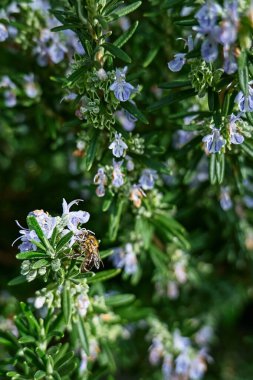 Bal arısı biberiye bitkisindeki mavi çiçeklerden nektar toplar. Bahar bahçesinde tozlaşan arı mor çiçekleri.