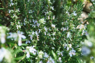 Bal arısı biberiye bitkisindeki mavi çiçeklerden nektar toplar. Bahar bahçesinde tozlaşan arı mor çiçekleri.