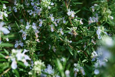 Bal arısı biberiye bitkisindeki mavi çiçeklerden nektar toplar. Bahar bahçesinde tozlaşan arı mor çiçekleri.