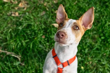 Komik Jack Russell Terrier açık havada oynuyor. Şirin şirin köpek yeşil çimenlerde yukarı bakıyor..
