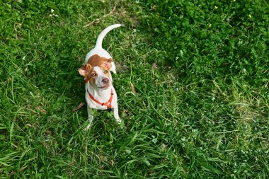 Komik Jack Russell Terrier açık havada oynuyor. Şirin şirin köpek yeşil çimenlerde yukarı bakıyor..