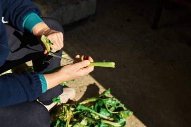 Sebze bahçesinde toplanan mangold 'u temizleyen yaşlı kadın bahçıvanın elleri. Taze organik İsviçre pazarı ellerinde.