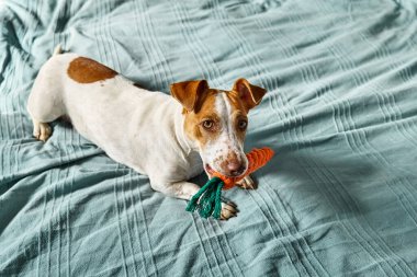 Jack Russell Terrier köpeği havuç oyuncağını ağzına aldı ve sahibini onunla oynamaya davet etti. Komik beyaz ve kahverengi köpek köpek köpek oyuncağıyla oynuyor..