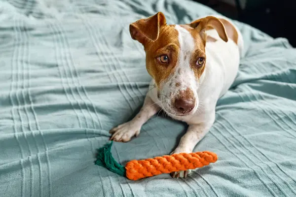 Jack Russell Terrier dog with carrot toy inviting its owner to play with him. Funny little white and brown dog playing with dog\'s toy.