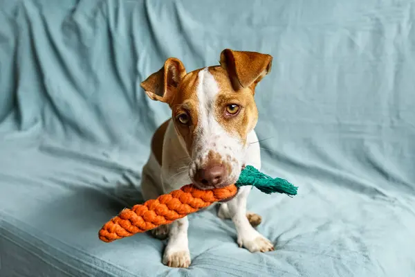 Jack Russell Terrier dog holding carrot toy in his mouth and inviting its owner to play with him. Funny little white and brown dog playing with dog\'s toy.