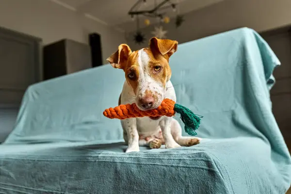 Jack Russell Terrier dog holding carrot toy in his mouth and inviting its owner to play with him. Funny little white and brown dog playing with dog\'s toy.