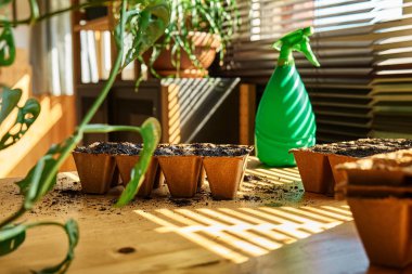 Bir bahar günü masada siyah toprakla dolu biyolojik çözünebilir turba tepsisi. Mevsimlik ekme ve ekme. Organik tarım ürünleri yetiştiriyor. Sürdürülebilir tarım.