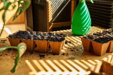 Bir bahar günü masada siyah toprakla dolu biyolojik çözünebilir turba tepsisi. Mevsimlik ekme ve ekme. Organik tarım ürünleri yetiştiriyor. Sürdürülebilir tarım.