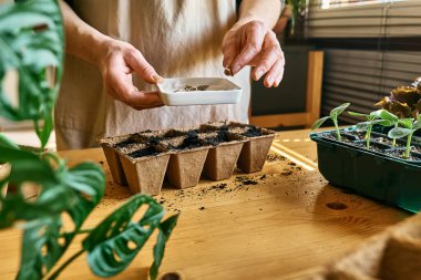 Tanınmayan bir kadın, kara toprakla dolu biyolojik olarak çözünebilir turba tenceresine tohum ekiyor. Mevsimlik ekme ve ekme. Organik tarım ürünleri yetiştiriyor. Sürdürülebilir tarım.