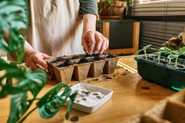 Tanınmayan bir kadın, kara toprakla dolu biyolojik olarak çözünebilir turba tenceresine tohum ekiyor. Mevsimlik ekme ve ekme. Organik tarım ürünleri yetiştiriyor. Sürdürülebilir tarım.
