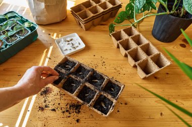 Tanınmayan bir kadın, kara toprakla dolu biyolojik olarak çözünebilir turba tenceresine tohum ekiyor. Mevsimlik ekme ve ekme. Organik tarım ürünleri yetiştiriyor. Sürdürülebilir tarım.