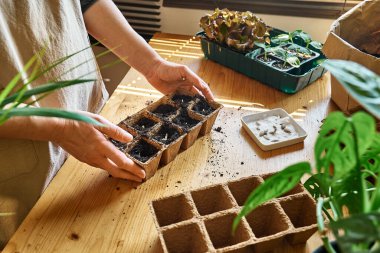 Tanınmayan bir kadın, kara toprakla dolu biyolojik olarak çözünebilir turba tenceresine tohum ekiyor. Mevsimlik ekme ve ekme. Organik tarım ürünleri yetiştiriyor. Sürdürülebilir tarım.