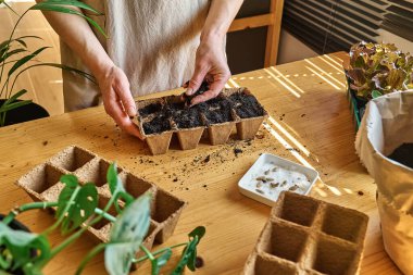 Tanınmayan bir kadın, kara toprakla dolu biyolojik olarak çözünebilir turba tenceresine tohum ekiyor. Mevsimlik ekme ve ekme. Organik tarım ürünleri yetiştiriyor. Sürdürülebilir tarım.