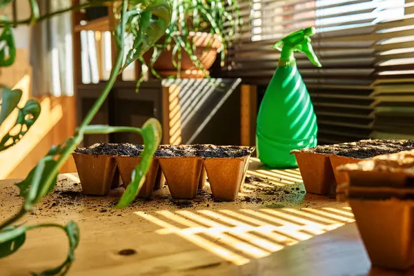 Bir bahar günü masada siyah toprakla dolu biyolojik çözünebilir turba tepsisi. Mevsimlik ekme ve ekme. Organik tarım ürünleri yetiştiriyor. Sürdürülebilir tarım.