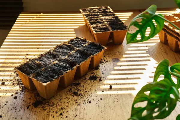 Bir bahar günü masada siyah toprakla dolu biyolojik çözünebilir turba tepsisi. Mevsimlik ekme ve ekme. Organik tarım ürünleri yetiştiriyor. Sürdürülebilir tarım.