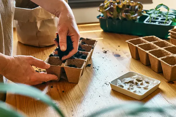 Tanınmayan bir kadın, kara toprakla dolu biyolojik olarak çözünebilir turba tenceresine tohum ekiyor. Mevsimlik ekme ve ekme. Organik tarım ürünleri yetiştiriyor. Sürdürülebilir tarım.