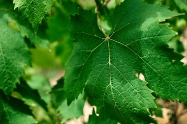 Üzüm yapraklarının doğal yeşil arka planı. İlkbaharda ya da yaz bahçesinde çözünmüş yemyeşil yapraklar. Doğal yeşil yapraklar bitkileri bahar arkaplanı olarak kullanır, yeşillik, çevre ekolojisi.