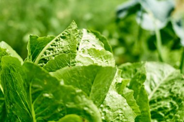 Olgun marulun doğal yeşil arka planı. Bahar veya yaz bahçelerinde yemyeşil yapraklar. Doğal yeşil yapraklar bitkileri bahar arkaplanı olarak kullanır, yeşillik, çevre ekolojisi.