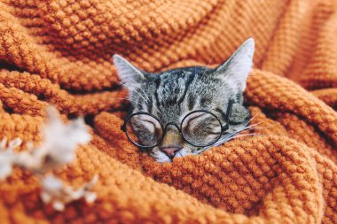 Gözlüklü şirin tekir kedi yün turuncu battaniyeye sarılı uyuyor. Sonbahar havası, sonbahar havası. Şükran Günü.