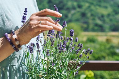 Kadının elleri kokulu lavanta çiçeklerine dokunuyor. Doğal bitkisel tedavi yöntemleri. Alternatif tıp. Lavanta yağı. Aromaterapi.