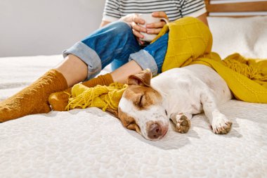 Jack Russell Terrier köpeği sarı battaniyeye sarılı olarak sahibinin bacaklarının yanında uyuyor. Sonbahar havası.