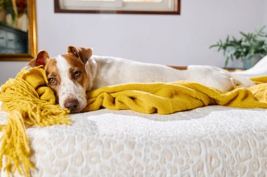 Jack Russell Terrier köpeği sarı battaniyeye sarılı olarak yatakta dinleniyor. Sonbahar havası.
