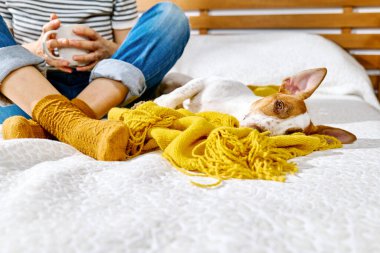 Jack Russell Terrier köpeği sarı battaniyeyi sararak sahibinin bacaklarının yanındaki yatakta dinleniyor. Sonbahar havası.