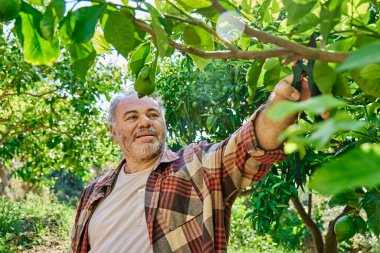 Mevsimlik ağaç budama. Bahçıvan limon ağacını budama makası ile budama, ağaç dalı kesme. Bahçeyle ilgileniyorum..