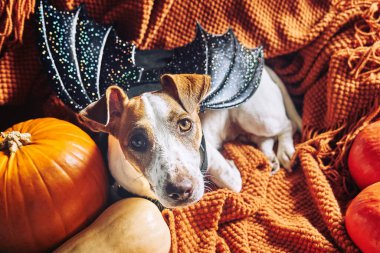 Yarasa kanadı takmış şirin Jack Russell Terrier köpeği portresi. Cadılar Bayramı balkabaklarının arasında turuncu örülü battaniye üzerinde oturuyor. Sonbahar havası, sonbahar havası..