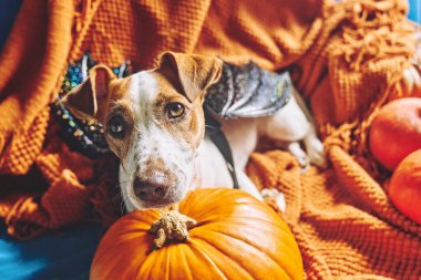 Yarasa kanadı takmış şirin Jack Russell Terrier köpeği portresi. Cadılar Bayramı balkabaklarının arasında turuncu örülü battaniye üzerinde oturuyor. Sonbahar havası, sonbahar havası..