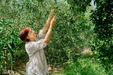 Bahçedeki zeytin ağacından zeytin toplayan kadın. Sicilya, İtalya 'da Akdeniz zeytinliğinde hasat. Çevre bahçesindeki bahçıvan..