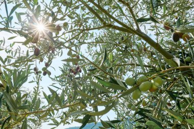 Bahçedeki zeytin ağacından zeytin topluyorum. Hasat yapılıyor. 