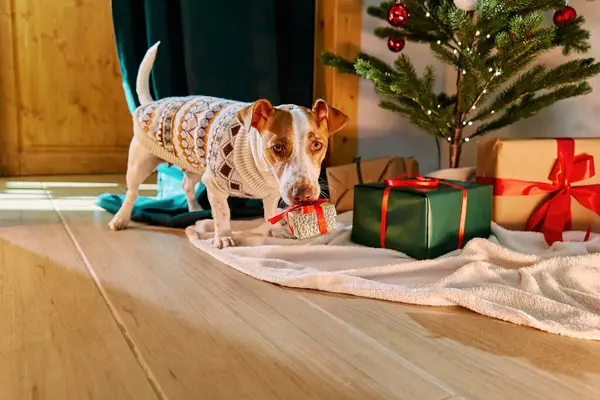 Jack Russell Terrier, Noel ağacının yanında ağzında hediye kutusuyla süveter giyiyor.