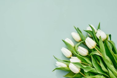 Yeşil pastel arka planda bir sürü beyaz lale. Kadınlar Günü, 8 Mart, Anneler Günü, Paskalya, Düğün ve diğer kutlamalar için yer açılmış çiçek resmi. Bahar arkaplanı.