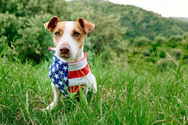 Amerikan bandanalı Jack Russell Terrier köpeği 4 Temmuz için yeşil çimlerde poz veriyor.